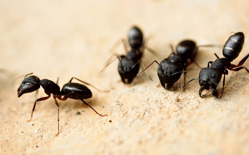 Pest Control Poole - Ant Removal - Poole, Bournemouth, Dorset
