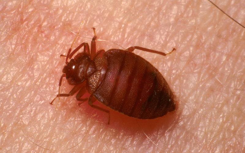 Pest Control Bournemouth - Bed Bug Removal - Poole, Bournemouth, Dorset