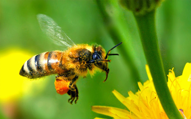 Pest Control Bournemouth - Bee Removal - Poole, Bournemouth, Dorset | TPD Environmental Services