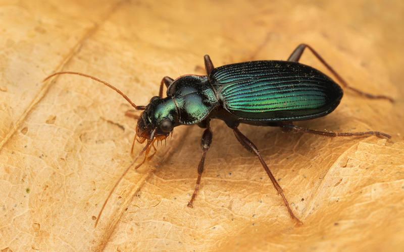 Pest Control Bournemouth - Beetle Removal - Poole, Bournemouth, Dorset | TPD Environmental Services