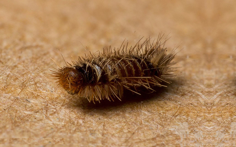 Pest Control Bournemouth - Carpet Beetles Removal - Poole, Bournemouth, Dorset | TPD Environmental Services