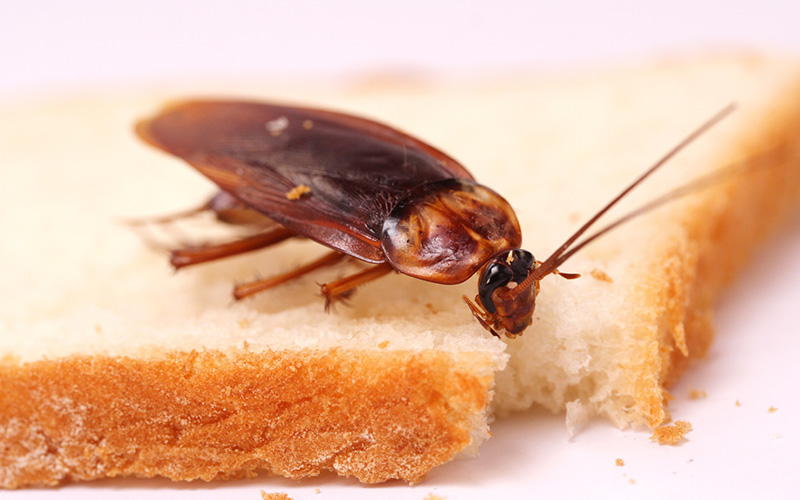 Pest Control Bournemouth - Cockroach Removal - Poole, Bournemouth, Dorset | TPD Environmental Services