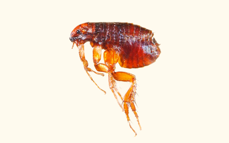 Pest Control Bournemouth - Flea Removal - Poole, Bournemouth, Dorset | TPD Environmental Services