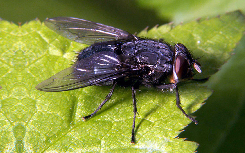 Pest Control Bournemouth - Fly Removal - Poole, Bournemouth, Dorset | TPD Environmental Services