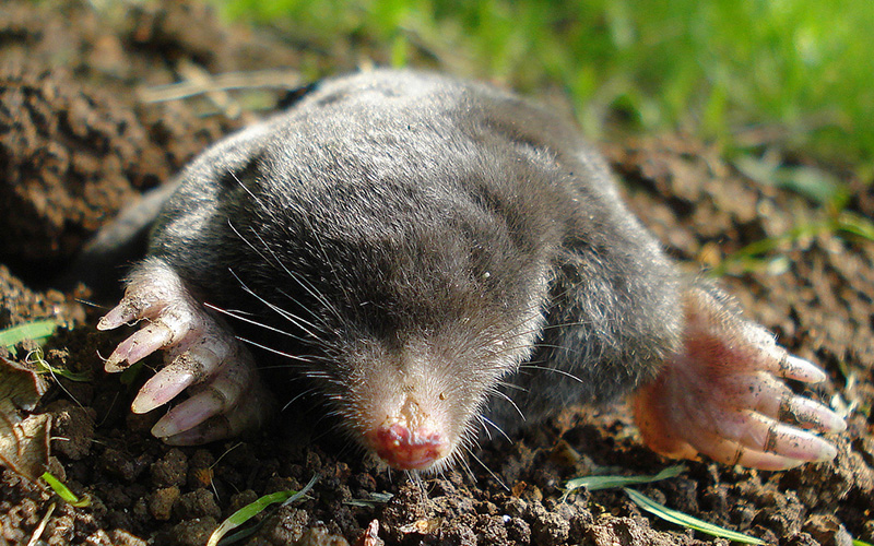 Pest Control Bournemouth - Mole Removal - Poole, Bournemouth, Dorset | TPD Environmental Services