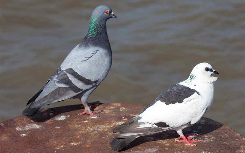 Pest Control Bournemouth - Bird Removal - Poole, Bournemouth, Dorset | TPD Environmental Services