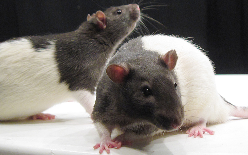 Pest Control Bournemouth - Rats & Removal - Poole, Bournemouth, Dorset | TPD Environmental Services