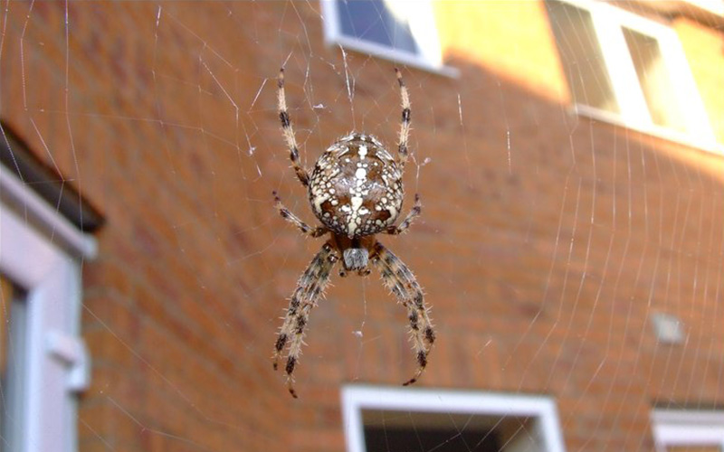 Pest Control Bournemouth - Spiders Removal - Poole, Bournemouth, Dorset