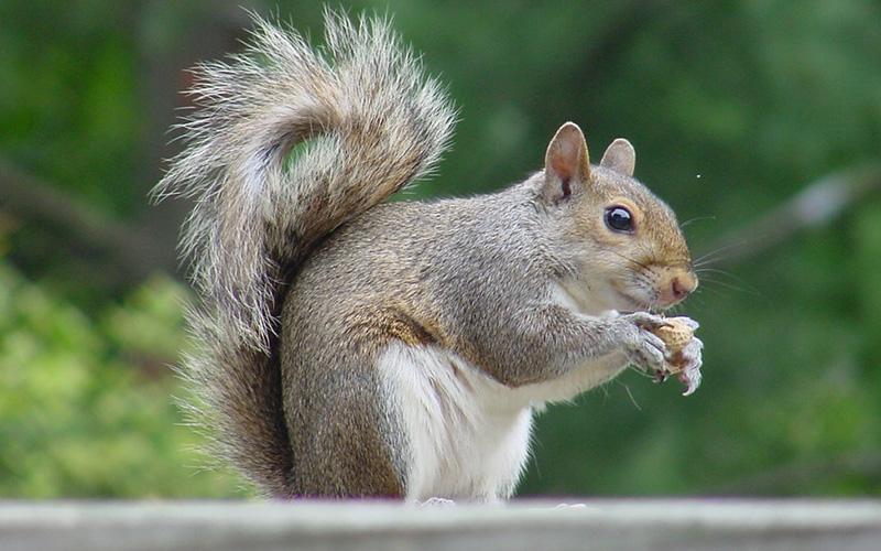 Pest Control Bournemouth - Squirrel Removal - Poole, Bournemouth, Dorset