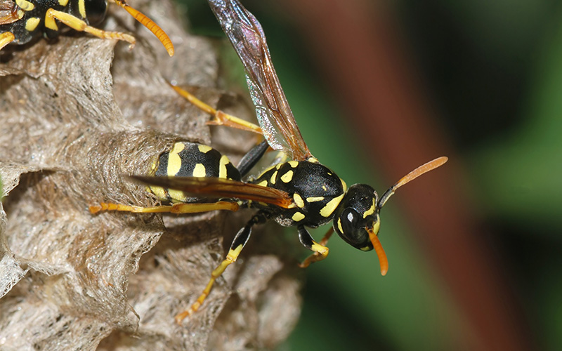 Pest Control Bournemouth - Wasp Removal - Poole, Bournemouth, Dorset | TPD Environmental Services