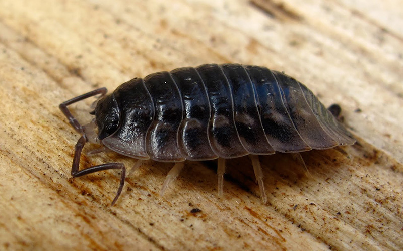 Pest Control Bournemouth - Woodlice Removal - Poole, Bournemouth, Dorset | TPD Environmental Services