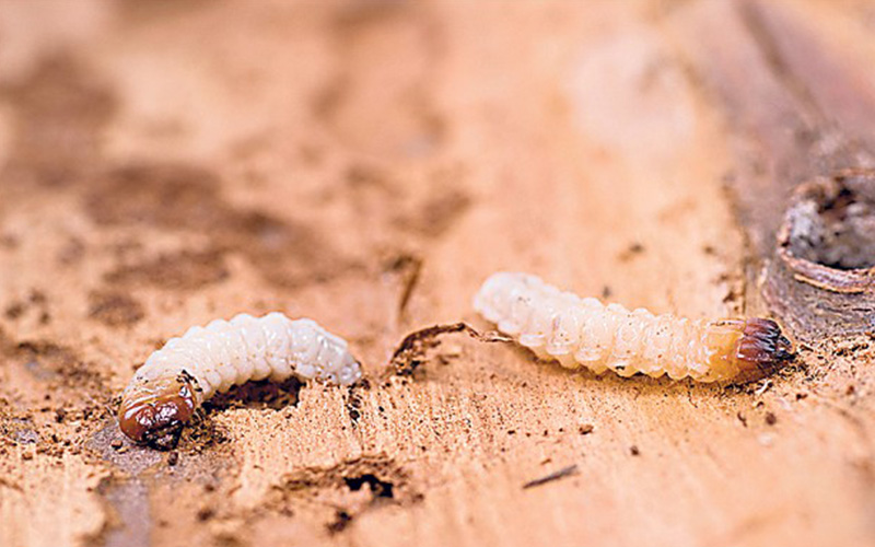 Pest Control Bournemouth - Woodworm Removal - Poole, Bournemouth, Dorset | TPD Environmental Services